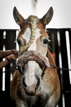 doma-natural-caballos