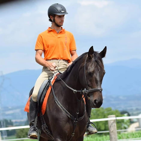 educar-caballos